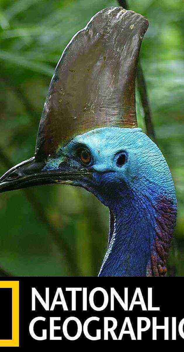 Dino Bird (2017)