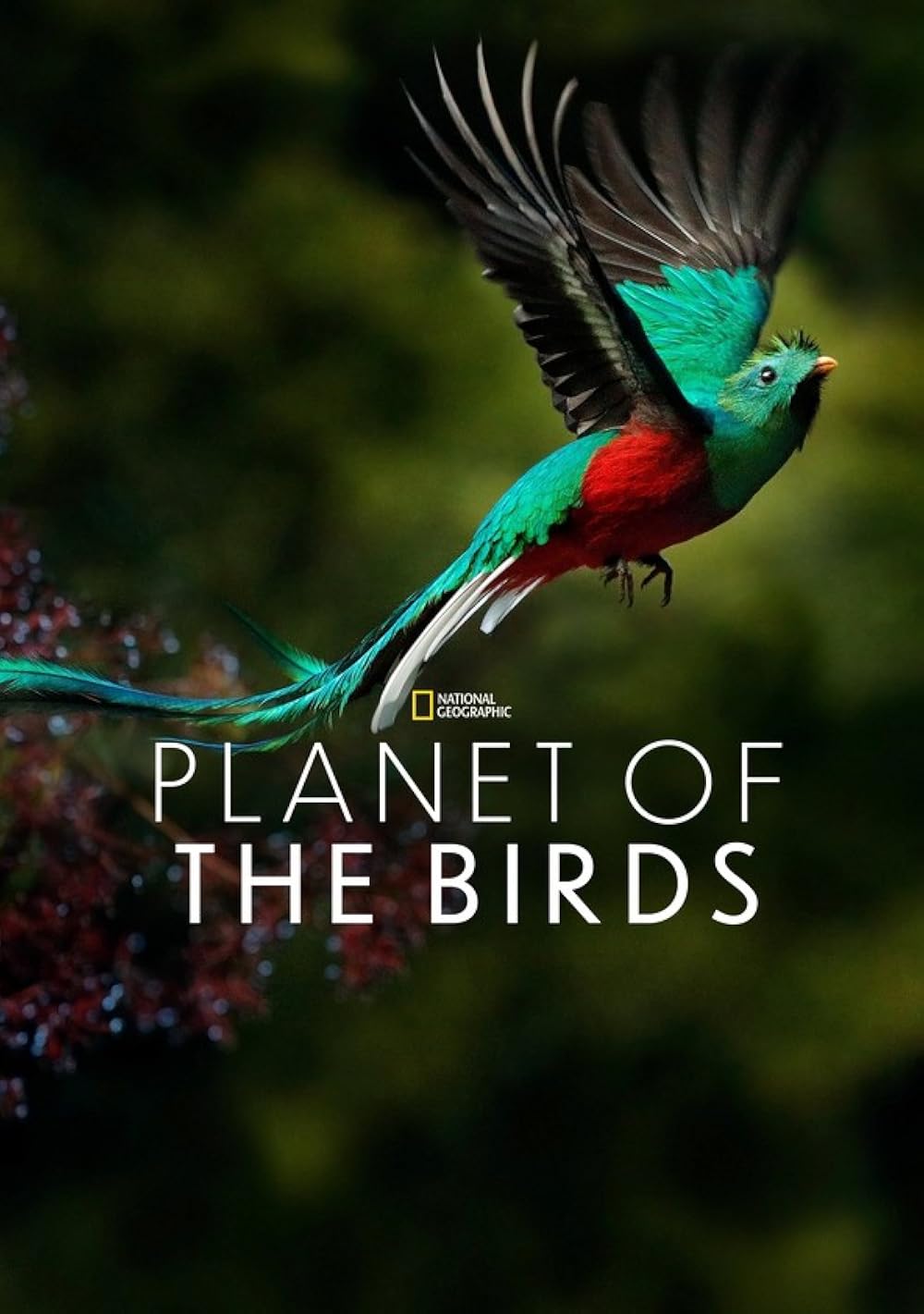 Planet Of The Birds (2018)