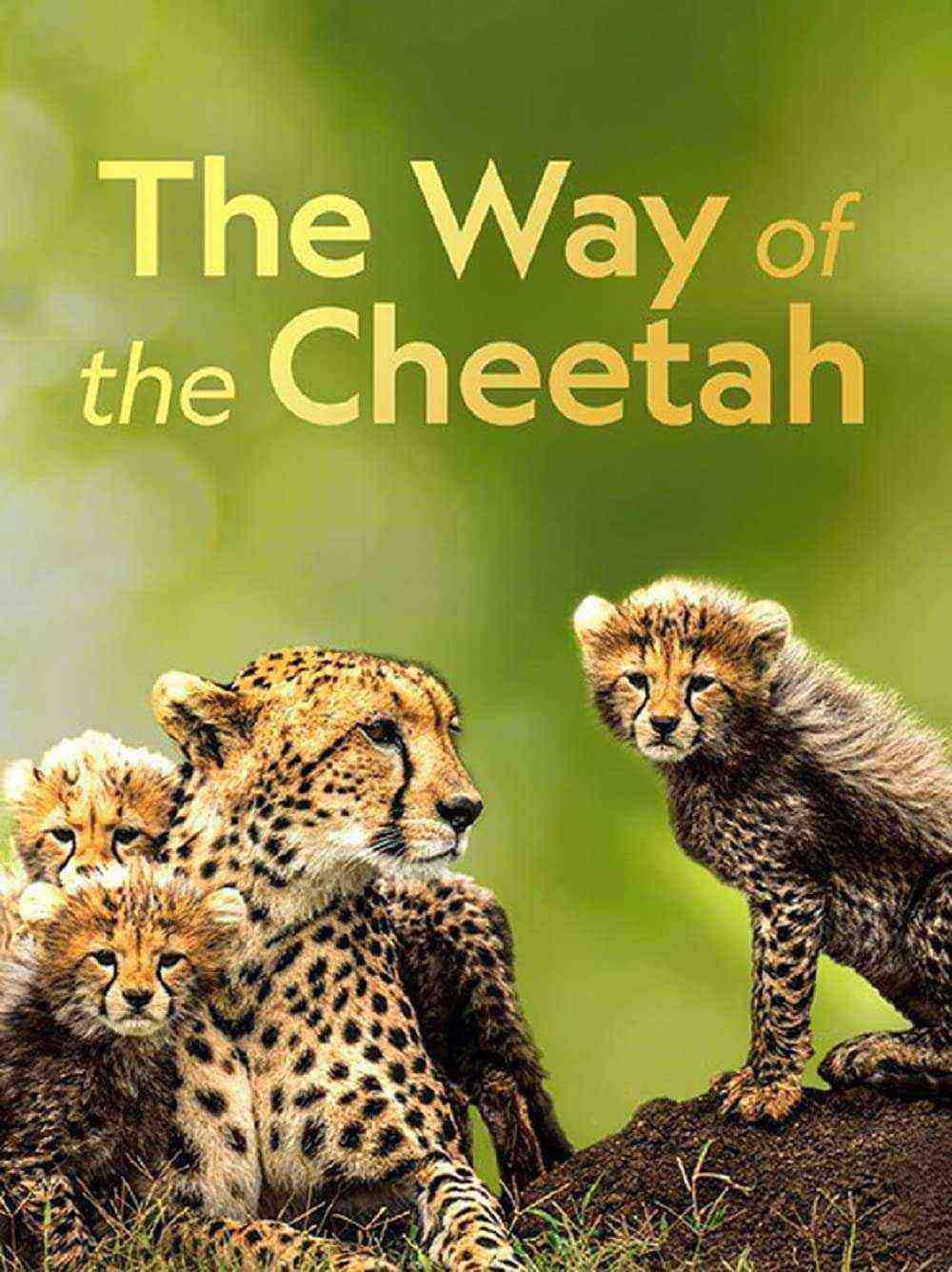 Big Cat Week - The Way Of The Cheetah