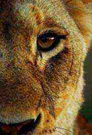 Malika The Lion Queen (2021)